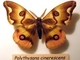 Mariposa de cuatro ojos<br />(Polythysana cinerascens)