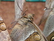 Mariposa del bambú<br />(Eryphanis automedon)