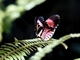 Mariposa del cartero<br />(Heliconius melpomene)