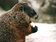 Marmota canadiense<br />(Marmota monax)