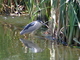 Martinete común<br />(Nycticorax nycticorax)