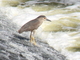 Martinete común<br />(Nycticorax nycticorax)