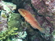 Mero coral<br />(Cephalopholis miniata)