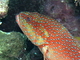 Mero coral<br />(Cephalopholis miniata)
