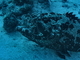 Mero coral del Mar Rojo<br />(Plectropomus pessuliferus)