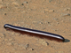 Milpiés gigante africano<br />(Archispirostreptus gigas)