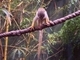 Mono ardilla común<br />(Saimiri sciureus)