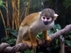 Mono ardilla común<br />(Saimiri sciureus)