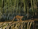 Mono ardilla de cabeza negra<br />(Saimiri boliviensis)