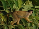Mono ardilla de cabeza negra<br />(Saimiri boliviensis)