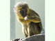 Mono de cara de búho<br />(Cercopithecus hamlyni)