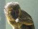 Mono de cara de búho<br />(Cercopithecus hamlyni)