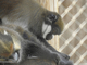 Mono de nariz blanca<br />(Cercopithecus nictitans)