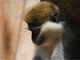 Mono verde de sabana<br />(Chlorocebus aethiops)