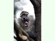 Mono verde de sabana<br />(Chlorocebus aethiops)