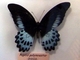 Mormón azul<br />(Papilio polymnestor)