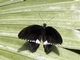 Mormón común<br />(Papilio polytes)