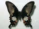 Mormón común<br />(Papilio polytes)
