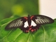 Mormón escarlata<br />(Papilio rumanzovia)