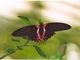 Mormón escarlata<br />(Papilio rumanzovia)