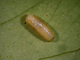 Larva, por Antonio Serrano