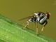 Mosca mantis<br />(Ochthera sp.)