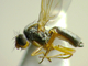 Mosca pequeña de la fruta<br />(Drosophila funebris)