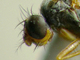 Mosca pequeña de la fruta<br />(Drosophila funebris)