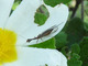 Mosca serpiente Phaeostigma notata<br />(Phaeostigma notata)