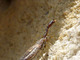 Mosca serpiente Phaeostigma notata<br />(Phaeostigma notata)