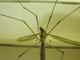 Mosquito de la col<br />(Tipula oleracea)