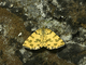 Moteada amarilla<br />(Pseudopanthera macularia)
