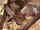 Murciélago orejudo dorado<br />(Plecotus auritus)