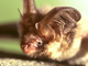 Murciélago orejudo dorado<br />(Plecotus auritus)
