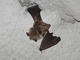Murciélago orejudo gris<br />(Plecotus austriacus)