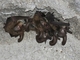 Murciélago orejudo gris<br />(Plecotus austriacus)