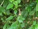 <i>Nephila maculata</i>