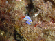 Nudibranquio tricolor<br />(Felimare tricolor)