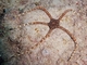 Ofioderma<br />(Ophioderma longicauda)