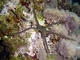 Ofioderma<br />(Ophioderma longicauda)