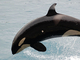 Orca<br />(Orcinus orca)