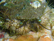 Oreja de mar<br />(Haliotis tuberculata)