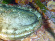 Oreja de mar<br />(Haliotis tuberculata)