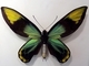 Ornitóptera de la reina Victoria<br />(Ornithoptera victoriae)