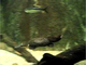 Ornitorrinco<br />(Ornithorhynchus anatinus)