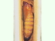 Oruga perforadora del chopo<br />(Paranthrene tabaniformis)
