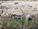 Oryx de El Cabo<br />(Oryx gazella)