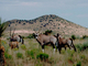 Oryx de El Cabo<br />(Oryx gazella)