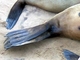 Oso marino de El Cabo<br />(Arctocephalus pusillus)