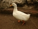 Pato doméstico<br />(Anas domesticus)